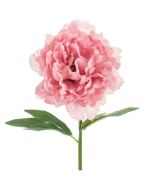 Pfingstrose Rosa.jpg